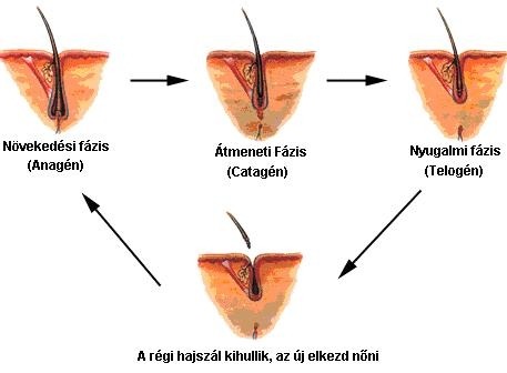 Lézeres (dióda) és villanófényes (IPL) szőrtelenítés: Melyik a hatékonyabb és vajon végleges-e?